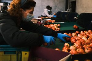 Selezione delle mele nella cooperativa agricola Il Frutto Permesso